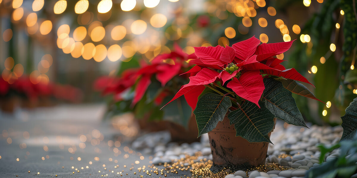 poinsettia in greenhouse floor setting with bokeh lights in background